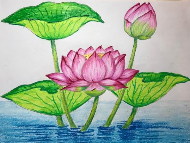 Lotus flower aquatic plant hand drawn sketch Vector Image
